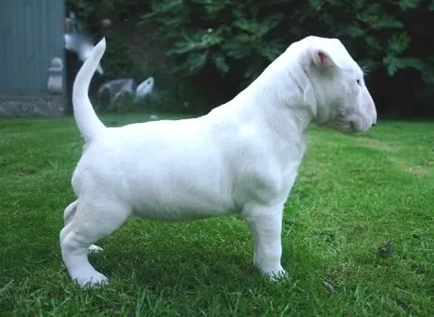 养牛头梗的注意事项,五个月的牛头梗好养吗