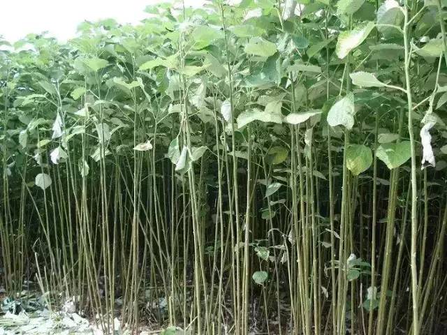 植物界中的世界之最,植物界的吉尼斯阅读题