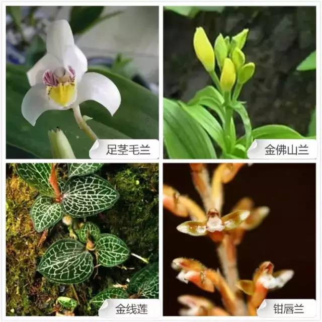 爱开花的兰花有哪些,春夏季开花的兰花种类大全