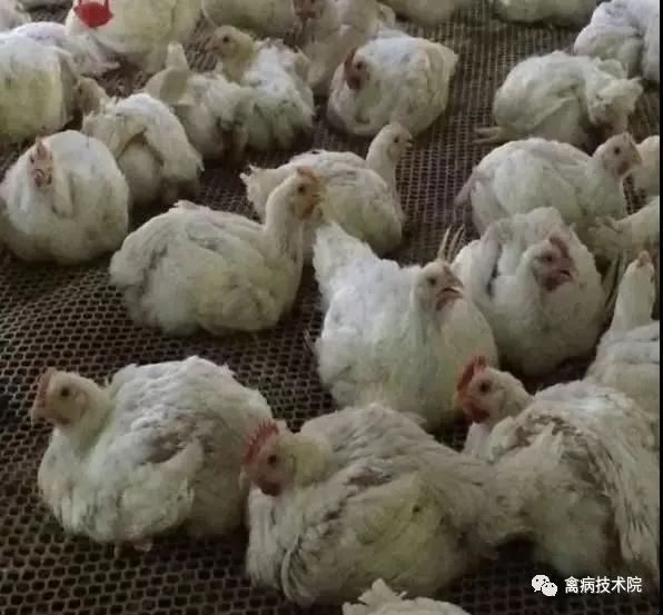 肉鸡坏死性肠炎怎么办,肉鸡肠炎的症状和治疗方法