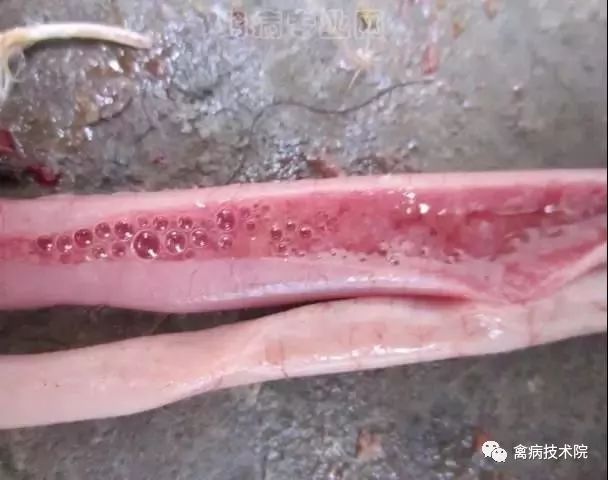 肉鸡坏死性肠炎怎么办,肉鸡肠炎的症状和治疗方法