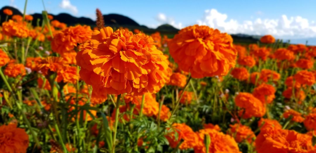 蒙自哪些景区值得去玩的,蒙自最美古镇在哪里