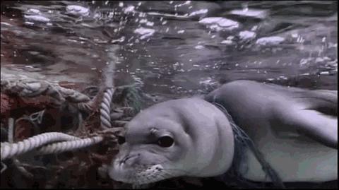 星巴克吸管缺点,星巴克吸管降解能用多少年