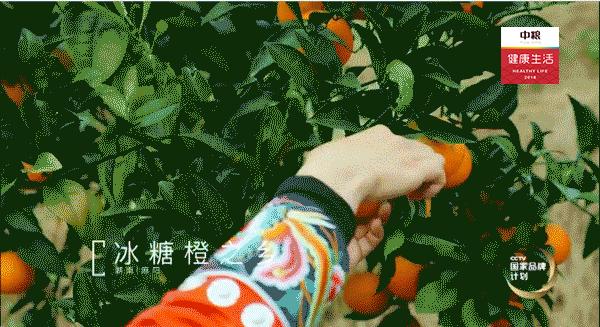 勐糯橙子又香又甜价格实惠,橙子很甜价格实惠