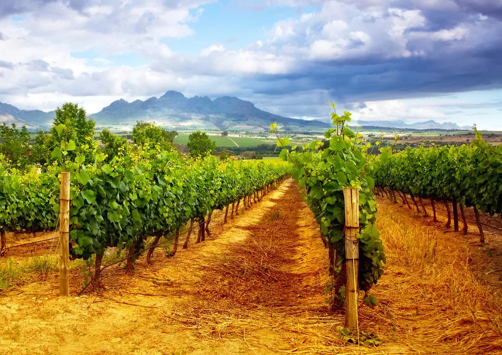 适合黄皮的mm面膜,适合黄皮便宜好用面膜