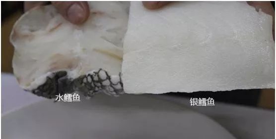 你真的吃过鳕鱼吗,你吃过的鳕鱼是真的吗