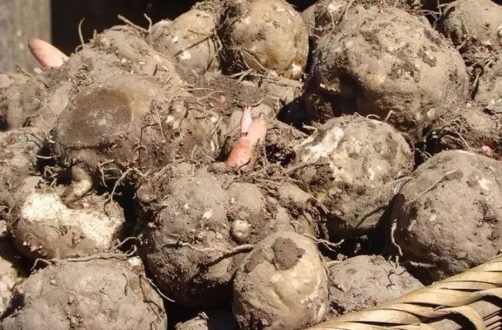 有了绿牌还能拥有大牌,有了绿牌再去拍蓝牌