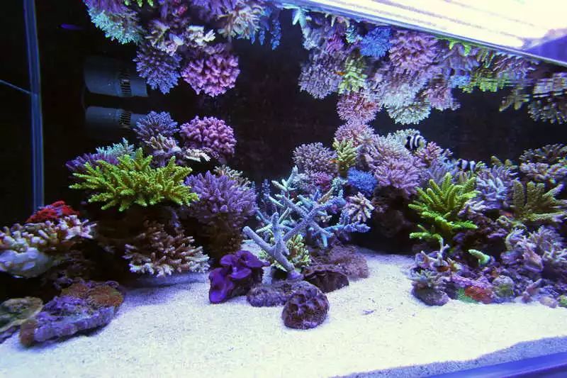 60海缸开缸全记录,1.2米的海缸开缸需要多少费用