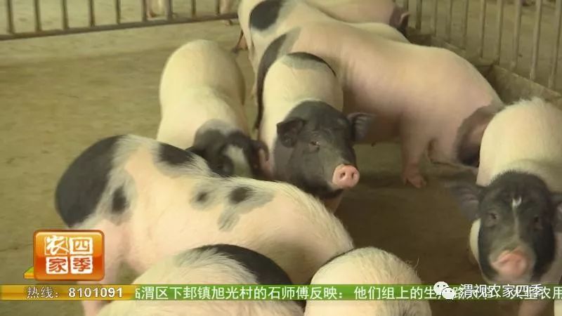 孙堡村的来历,孙堡村简介