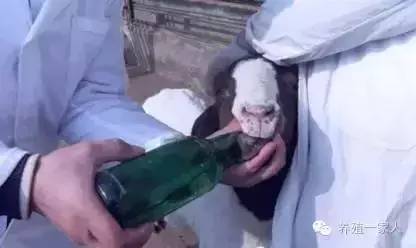手把手教如何给羊注射药图文详解?