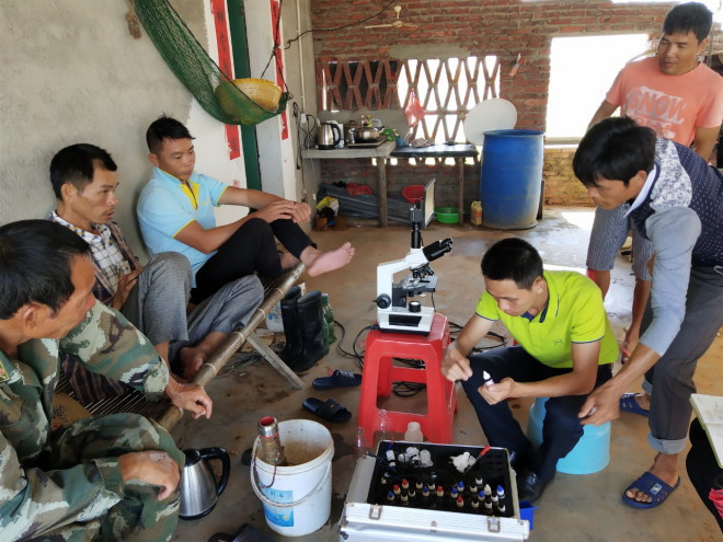 水产养殖如何杀灭蓝藻病害,蓝藻绿藻怎么防治