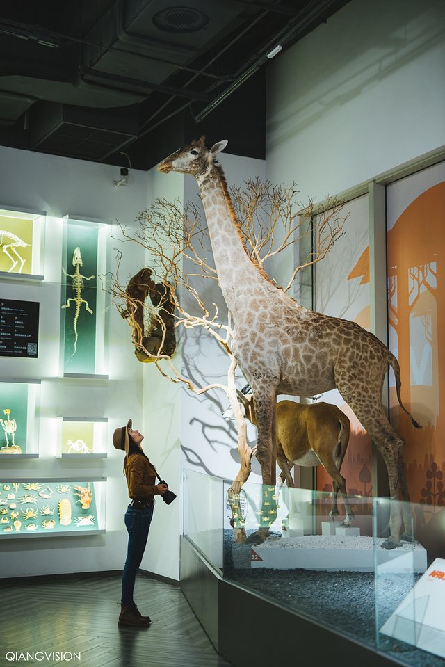 成都怎么玩一天一夜,如何在成都耍一天