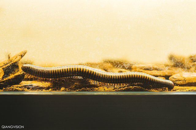 成都怎么玩一天一夜,如何在成都耍一天