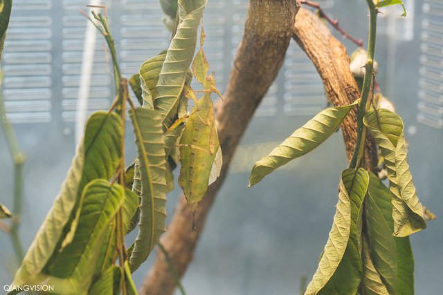 成都怎么玩一天一夜,如何在成都耍一天