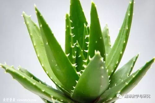 古代蔬菜水果传入中国的时间,各个朝代传入中国的蔬菜和水果