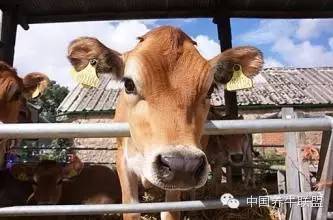 初生母牛和老母牛难产哪个易取出,母牛难产死胎后怎样喂大母牛