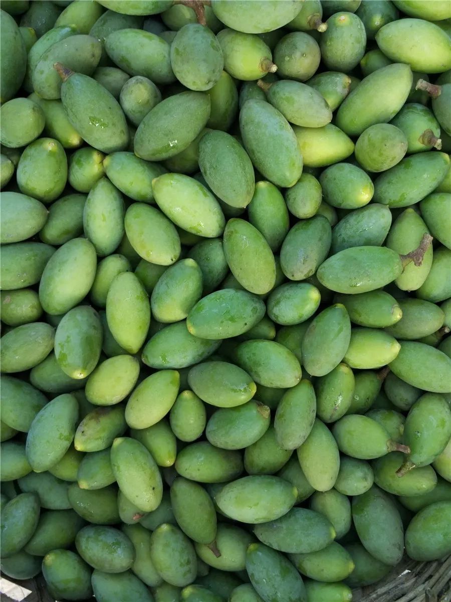 石蟆橄榄节,2019年石蟆广场橄榄节