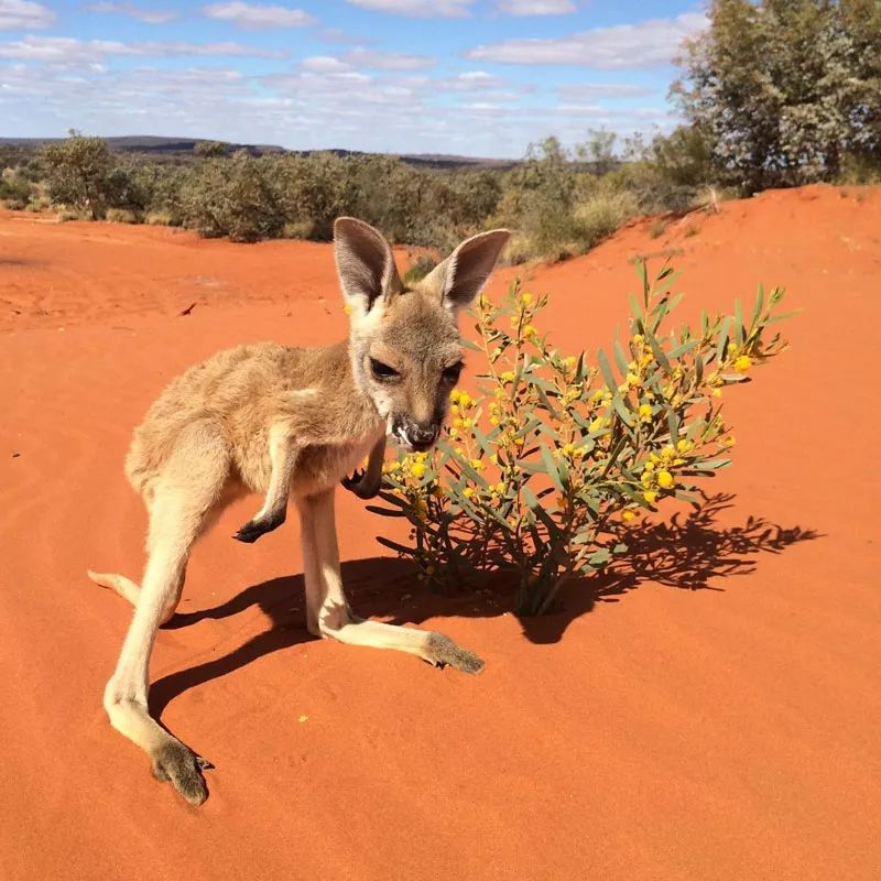 澳大利亚袋鼠手撕铁桶,袋鼠徒手捏爆铁桶