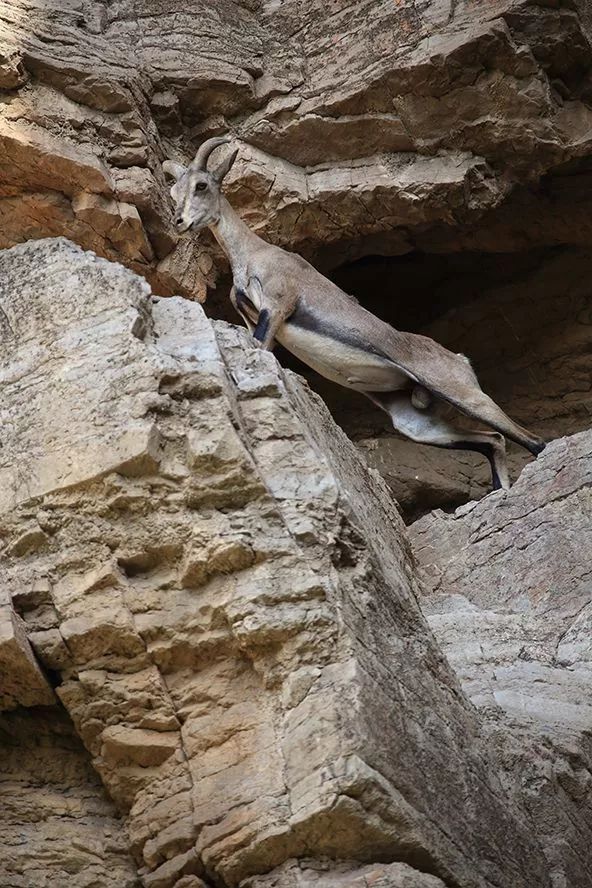 作为内蒙人，山羊这么牛的生物，竟然不了解？
