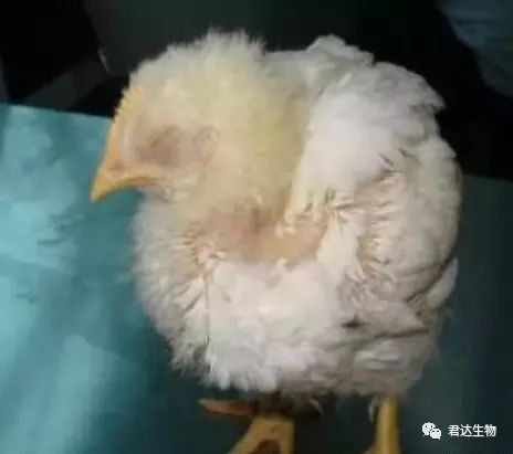 鸡腺肌胃炎最快治疗方法,鸡腺肌胃炎发生原因及防治措施