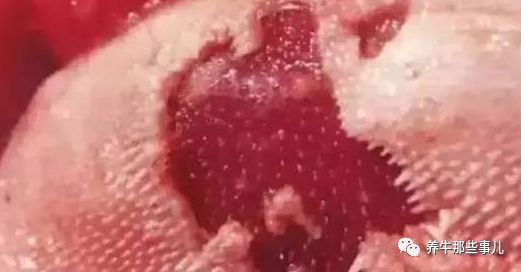 口蹄疫3天病死7头牛怎么治疗