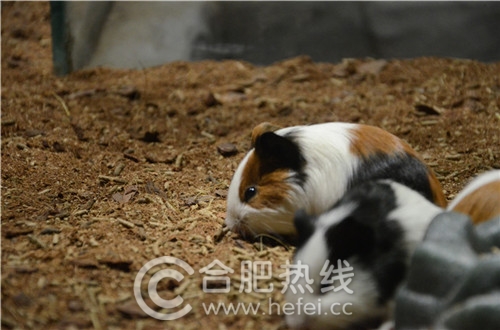 玛塔塔动物王国合肥,马塔塔动物王国室内