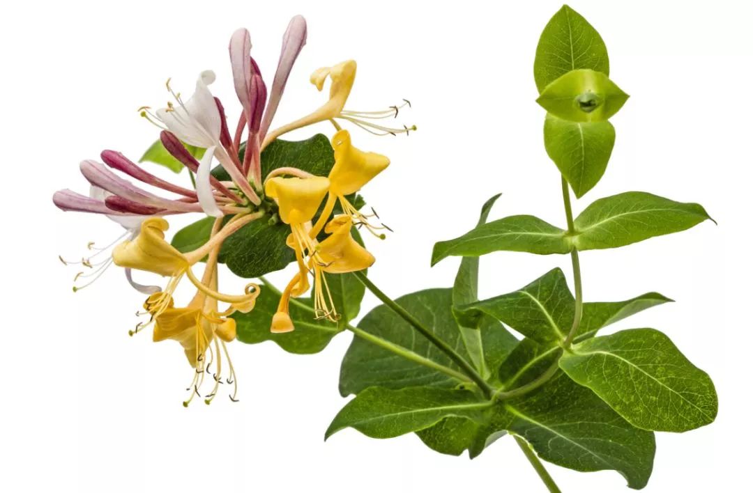 “kiss-me-quick”不是喊你”快吻我”！真正意思你能想到吗？