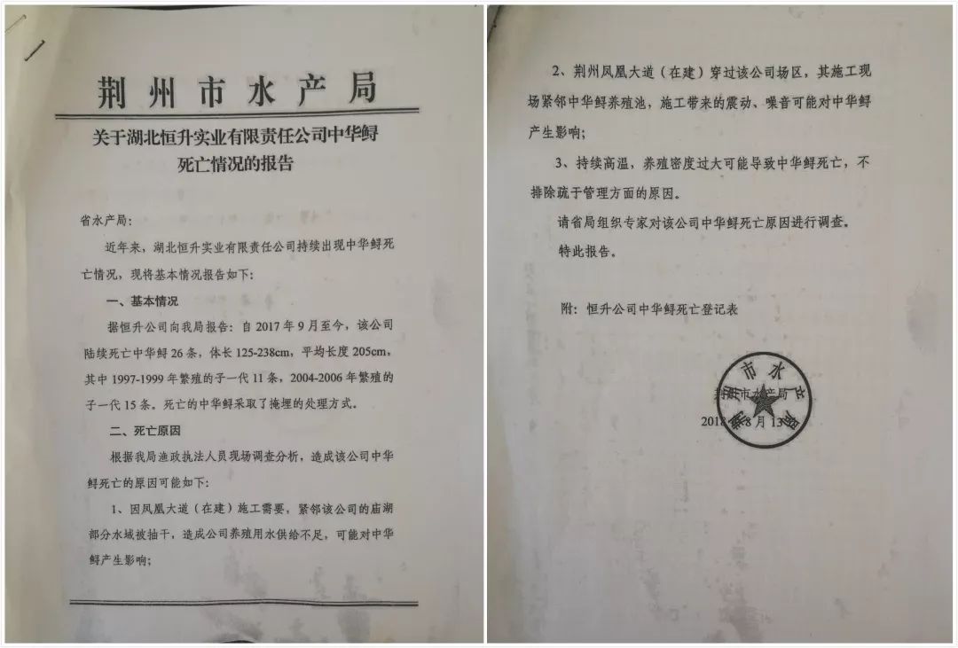 疑因桥梁施工震死36尾中华鲟当地：媒体曝光才知珍贵