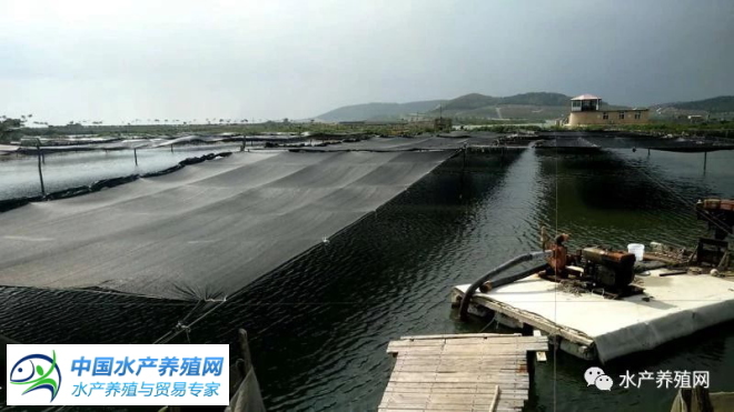 2021年水产养殖受灾面积,盘锦养殖海参受灾视频