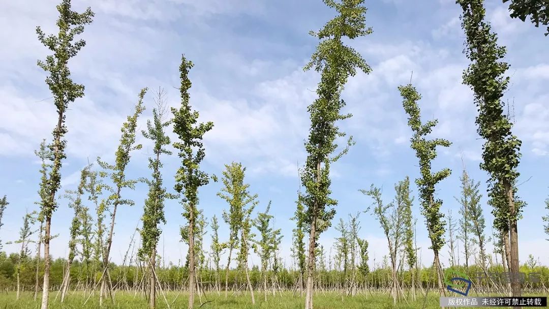 北京明年将再添25个公园,北京2019年新建公园