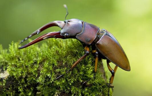 小时候玩的昆虫,小时候玩的会飞的甲虫