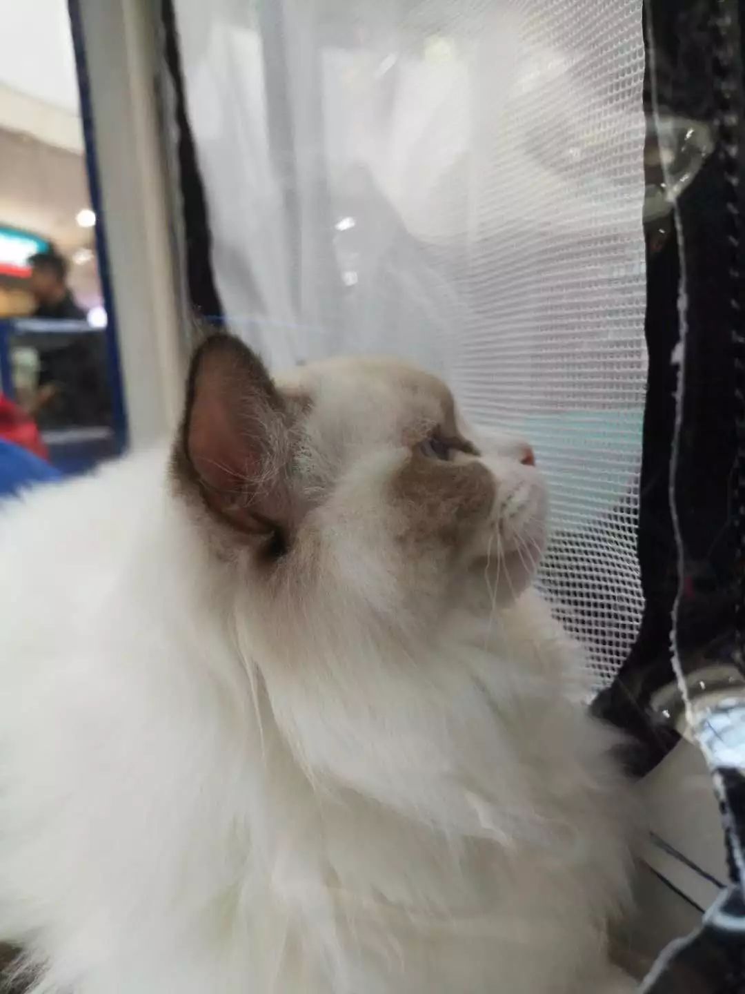 新闻综合广播｜「宠爱有家」之喵星驾到