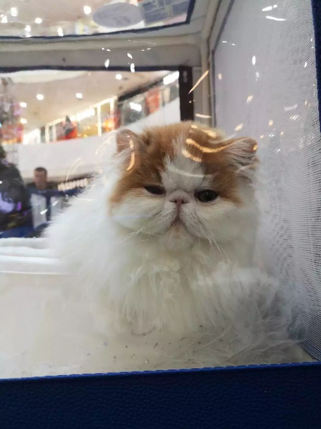 新闻综合广播｜「宠爱有家」之喵星驾到