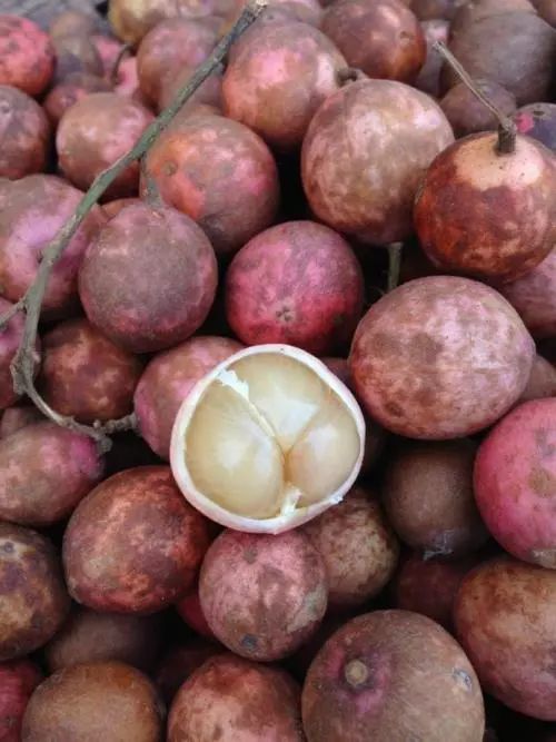 广西山上的奶果,木奶果广西