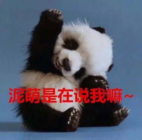 老外到底多喜欢熊猫,老外看中国大熊猫