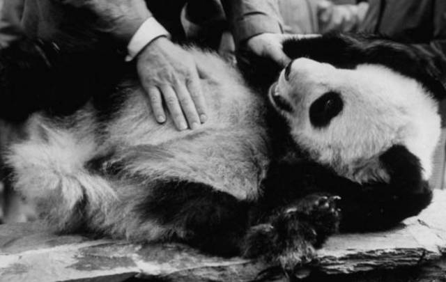 老外到底多喜欢熊猫,老外看中国大熊猫