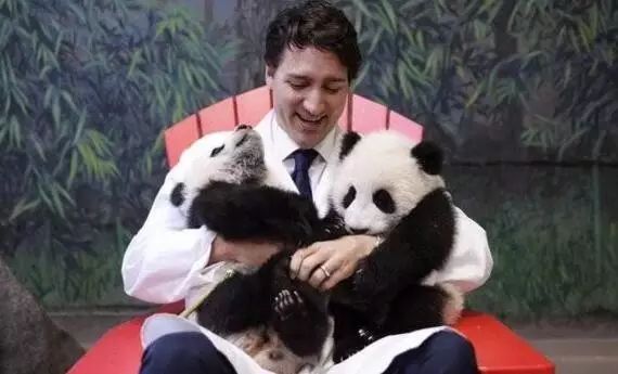 老外多爱猫咪,老外多爱中国