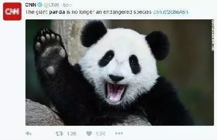 老外到底多喜欢熊猫,老外看中国大熊猫