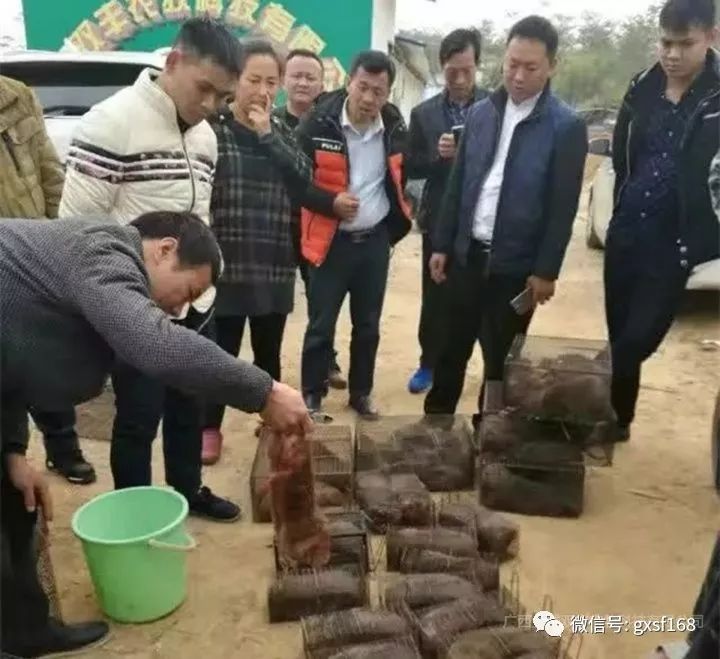 在农村养殖竹鼠有发展前途吗,在家养竹鼠有什么前景