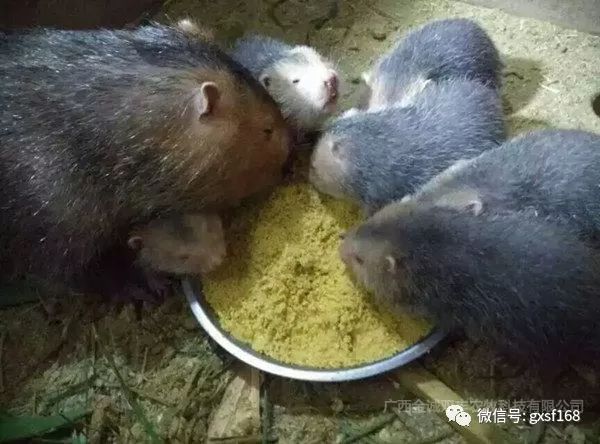 在农村养殖竹鼠有发展前途吗,在家养竹鼠有什么前景