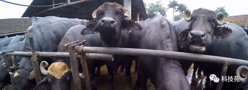 北奶南调运费高,水牛改行去产奶!