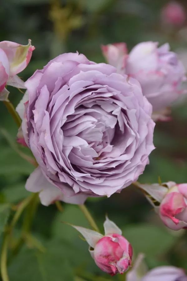 日本顶级微型月季,日本顶级盆栽大师