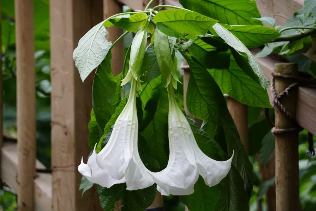 华南植物园吉祥花图片,华南植物园禾雀花观赏时间