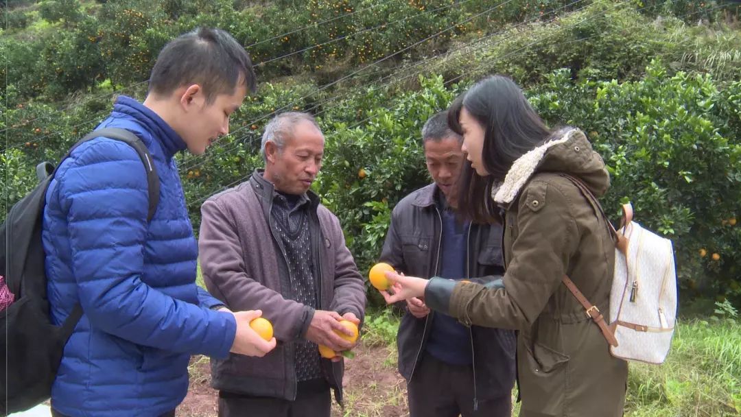 勐糯橙子又香又甜价格实惠,橙子很甜价格实惠