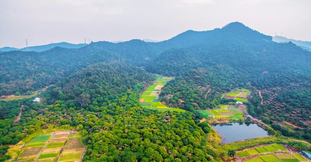 新安、福海、沙井、新桥、燕罗2019年关键词出炉,速度来get!