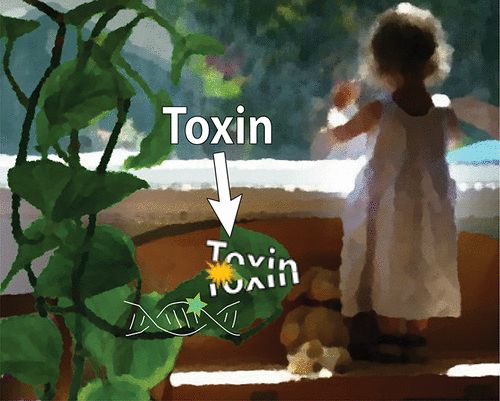 超级空气净化绿萝来了！美科学家培育出转基因绿萝，能高效去除室内的苯和氯仿等有机致癌污染物｜奇点猛科技