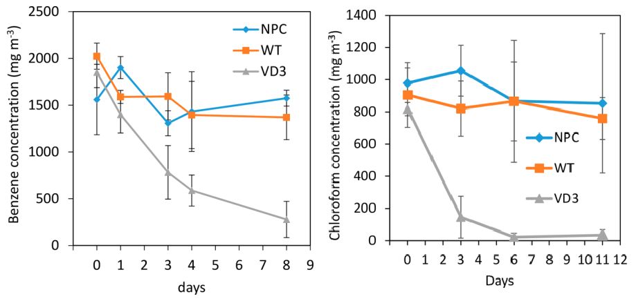 超级空气净化绿萝来了！美科学家培育出转基因绿萝，能高效去除室内的苯和氯仿等有机致癌污染物｜奇点猛科技