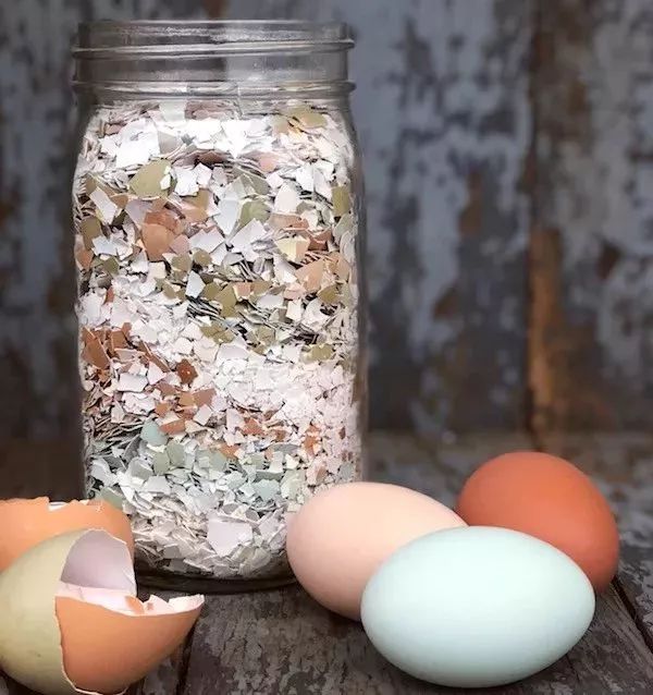 家里盆栽洋葱开花,洋葱盆栽开花