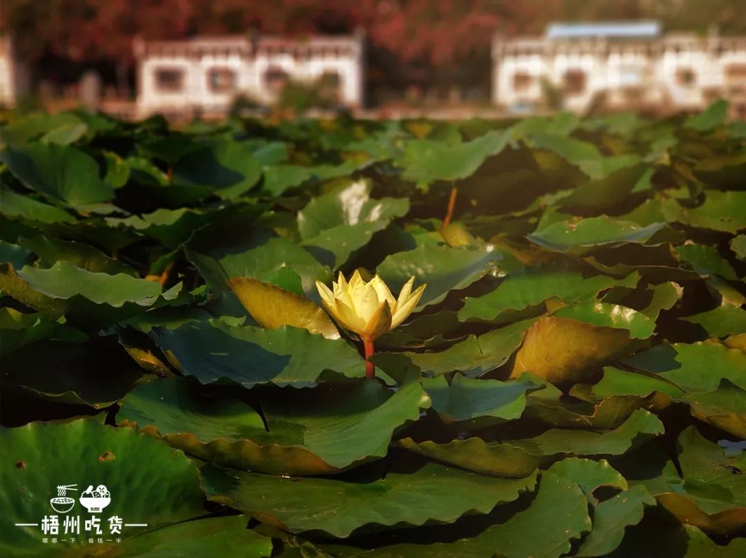 一座城市美食,梧州特色美食老字号