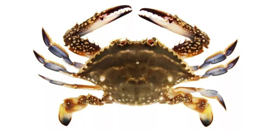 不认识这些海鲜，还敢说吃遍三亚？“三亚发布”能查海鲜限价哦～